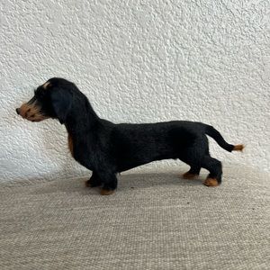 Black dachshund